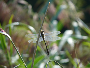 Identificazione libellula